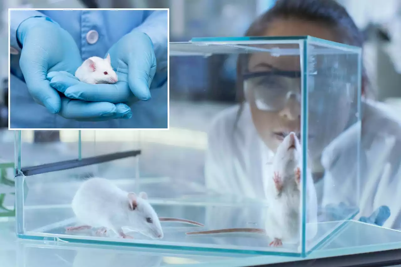 Scientists create mice with cells from 2 males for 1st time