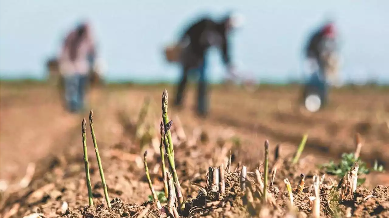 Productores pymes bonaerenses aseguran que la sequía es 'alarmante'