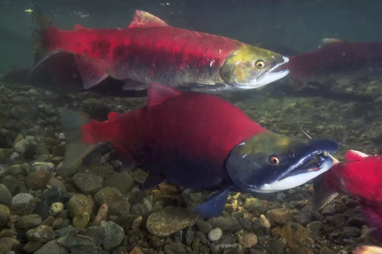 B.C. fishing licence fees going up