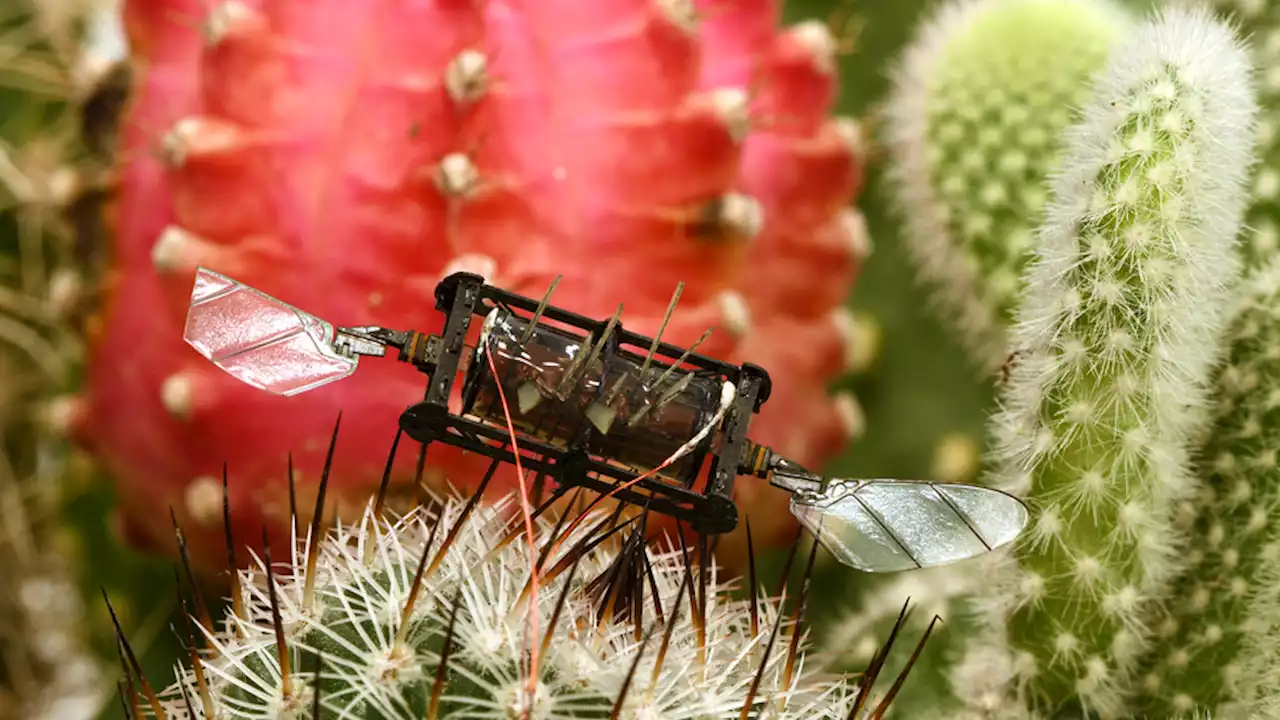 This bumblebee-inspired bot can bounce back after injuring a wing