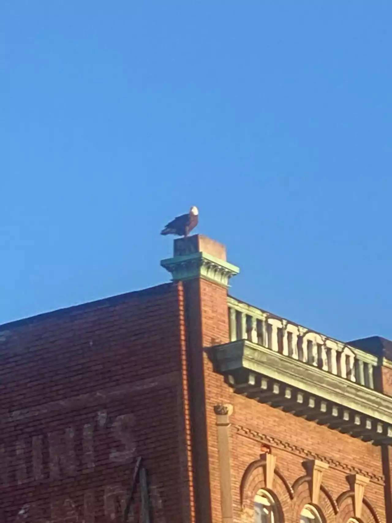 Today* in Hawks*** around Town - PoPville