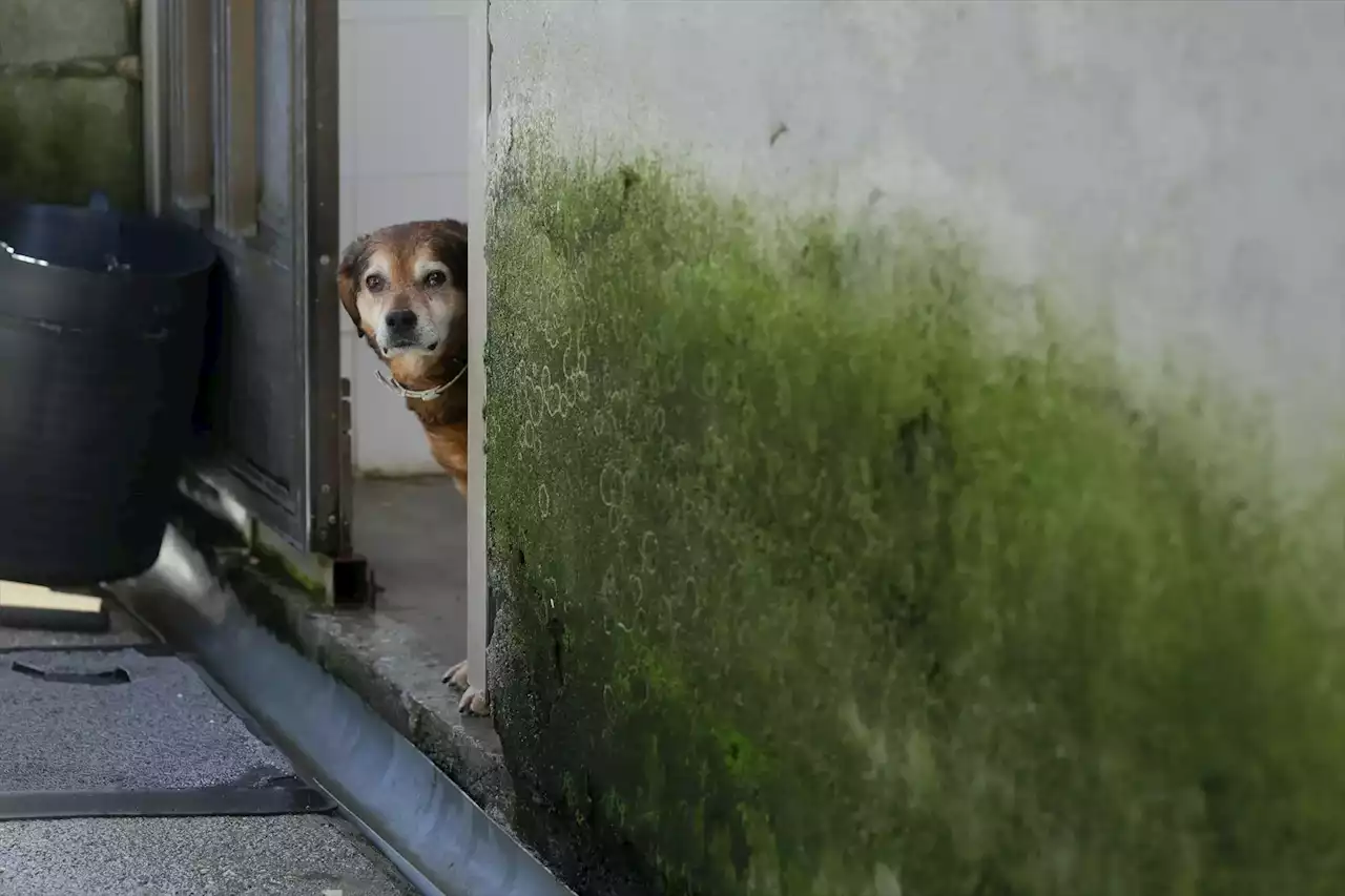 Así será el examen para los dueños de perros con la nueva ley de bienestar animal