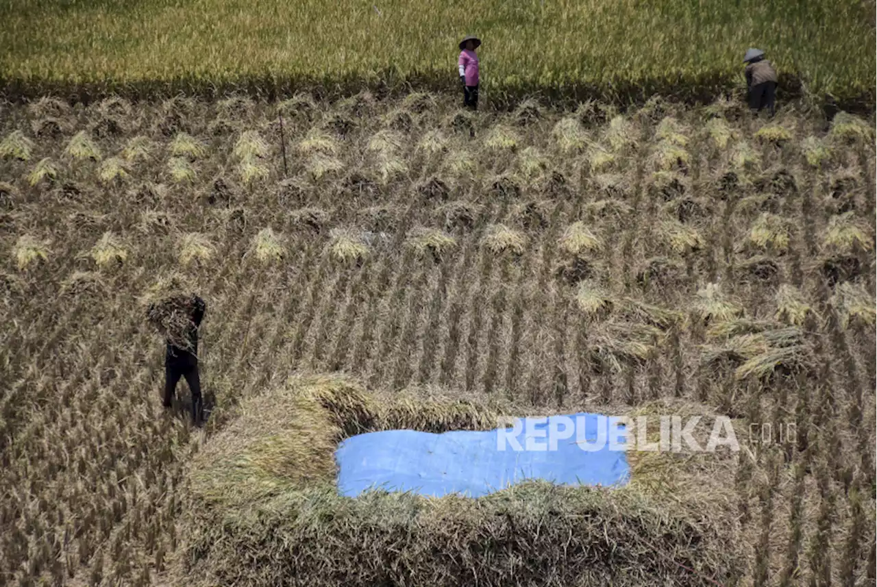 Serikat Petani Kecewa Kenaikan HPP Gabah tak Sesuai Harapan |Republika Online