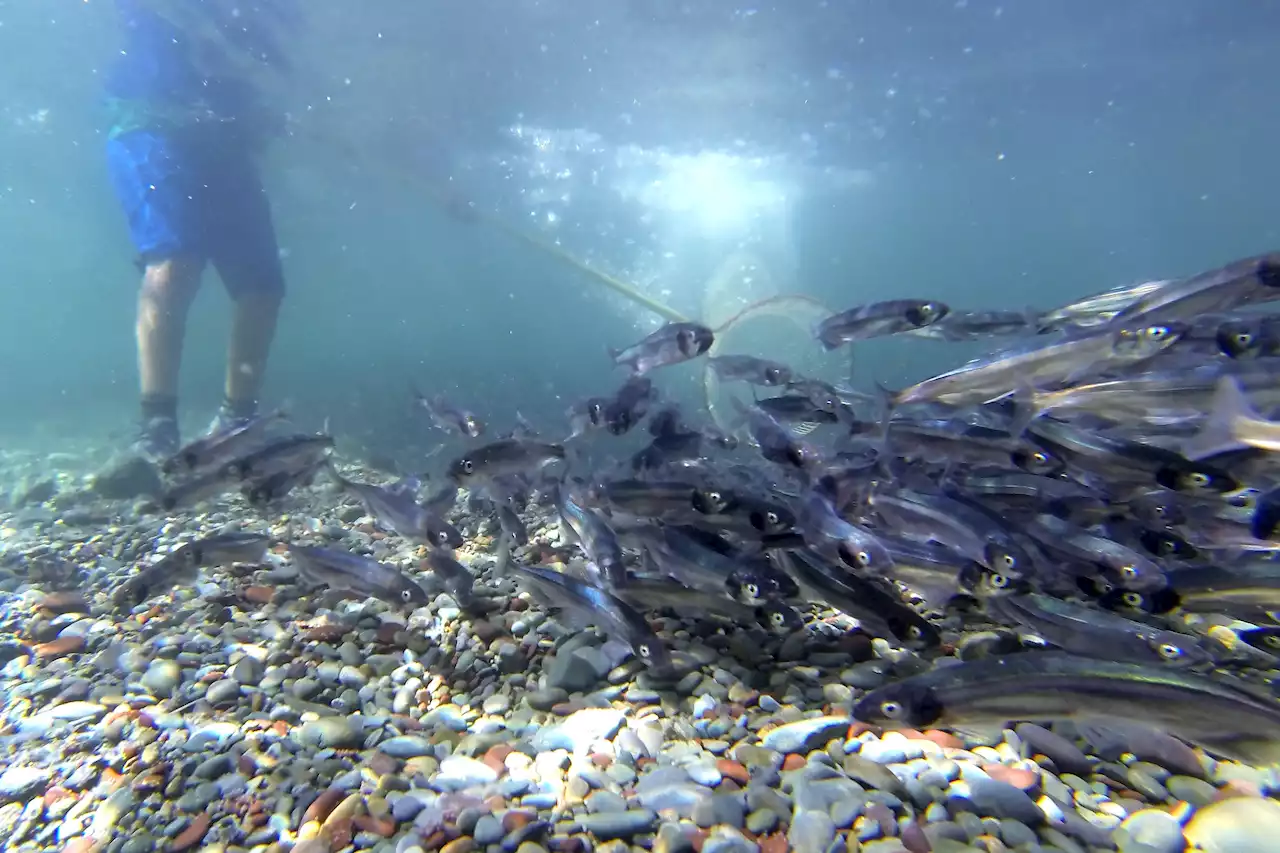 Capelin in critical zone, DFO says in stock assessment | SaltWire