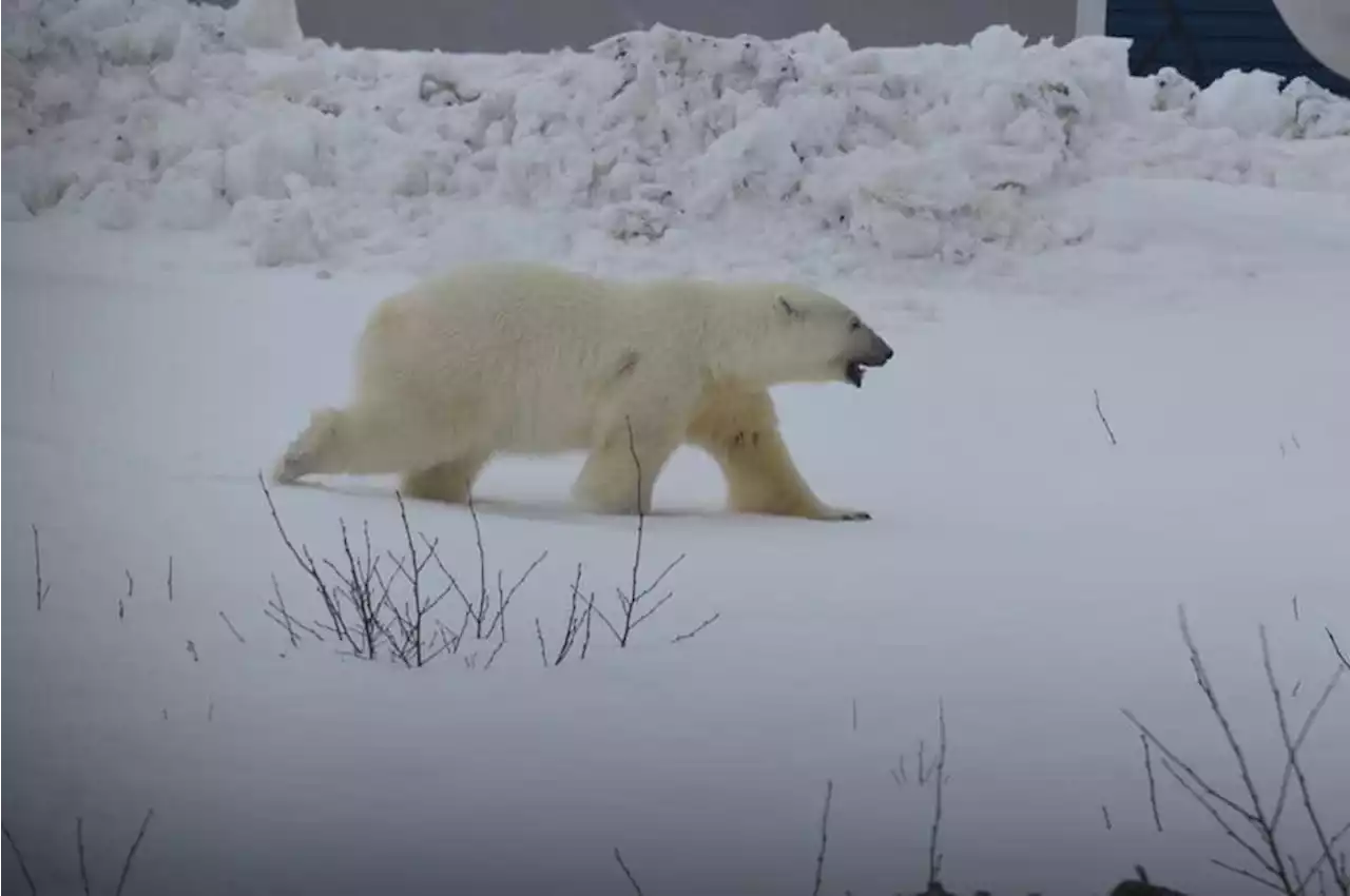 Take the warnings seriously: Polar bear expert explains why 'starving' young animals are roaming around Newfoundland in unexpected places this year | SaltWire