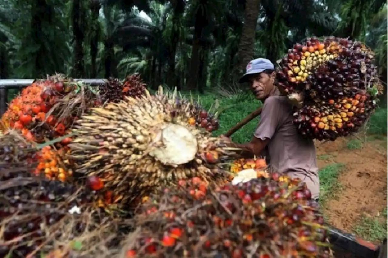 Soal Data Sawit Tak Sinkron, Anggota DPR: Mestinya BPKP Turun untuk Audit Semua