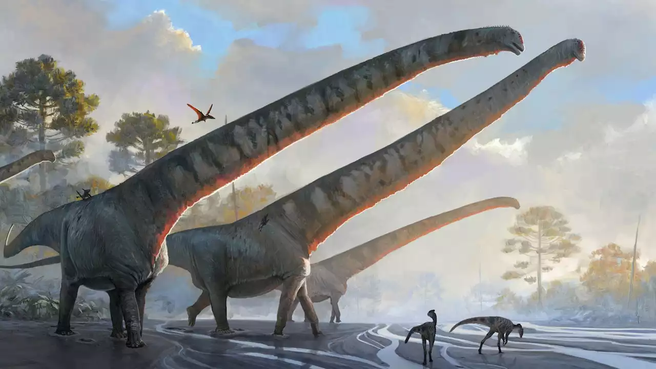 Dinosaur had longest neck ever seen in an animal, scientists say