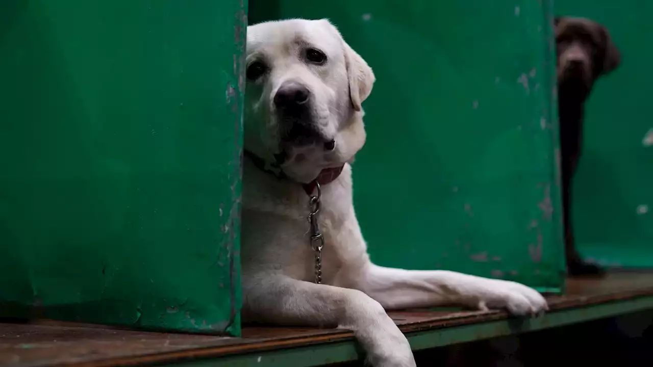 Labrador retriever loses crown after 31 years on top as America's most popular dog