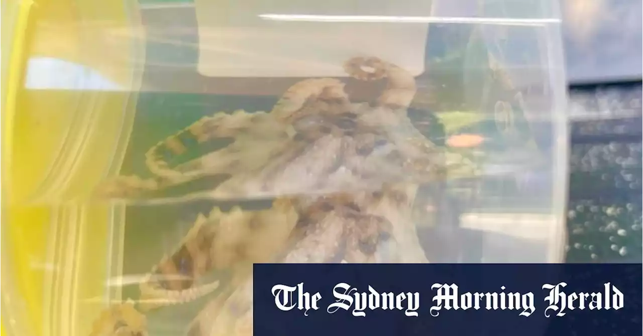 ‘A rare call for us’: Woman hospitalised after being bitten by blue-ringed octopus in Mosman