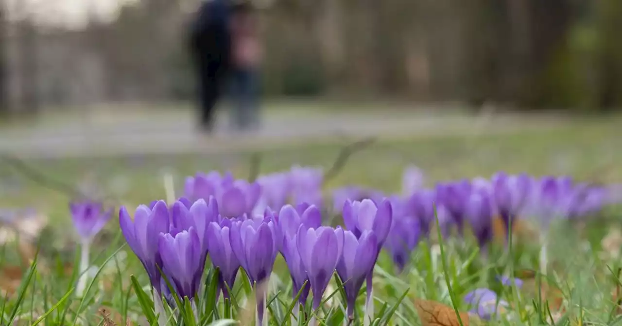 DWD-Wetter: Frühling kehrt ins Saarland zurück – und bleibt bis zum Wochenende?