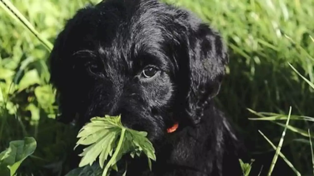 Neuquén: le tomaron juramento a un perro en el Poder Judicial