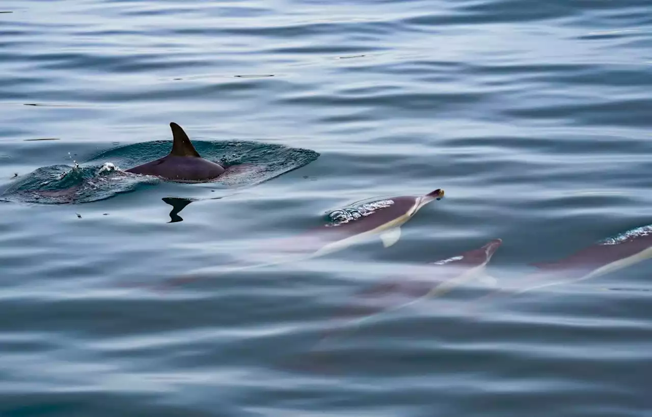 Two dolphins die from bird flu in UK waters for the first time