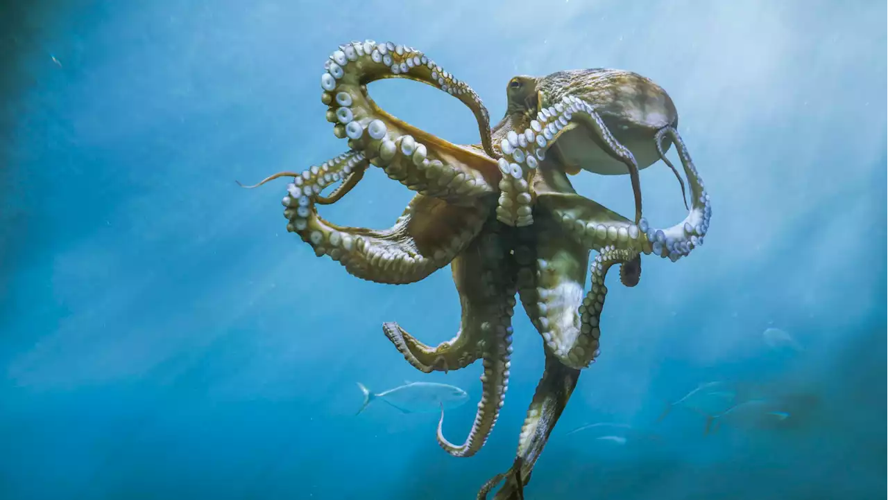 World's first octopus farm plans criticised as 'cruel' and 'stressful' by scientists