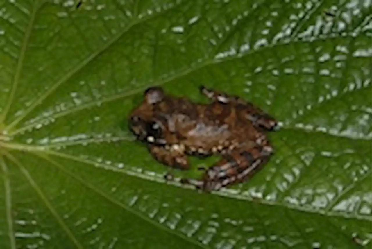 A killer fungus has spread in Africa, driving more amphibians to extinction