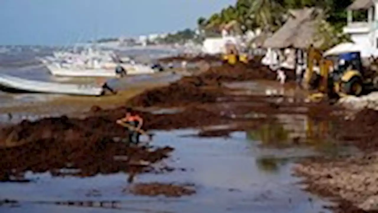 Why huge masses of seaweed are floating to Florida and the Gulf