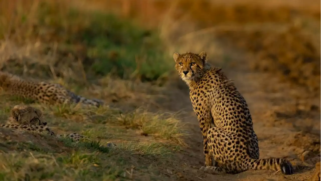 Gute Nachrichten: Erste Geparden 70 Jahre nach Ausrottung in Indien ausgewildert