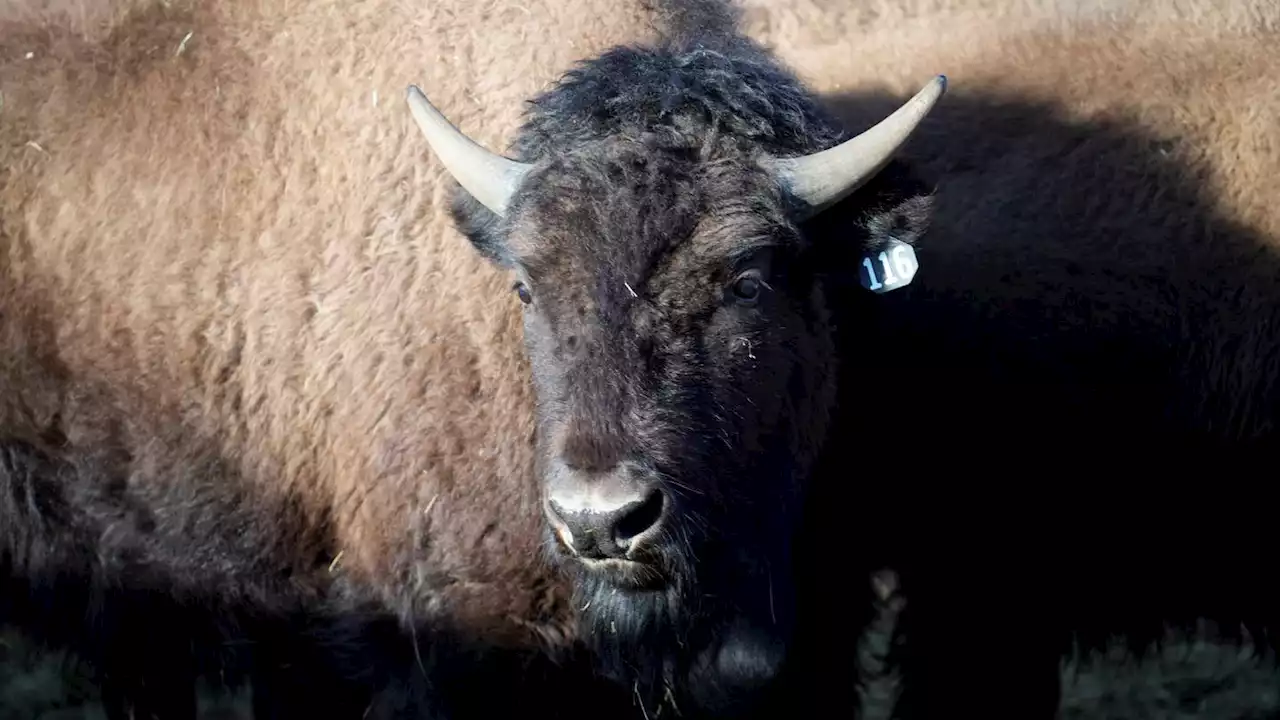 US tribes get bison as they seek to restore bond with animal