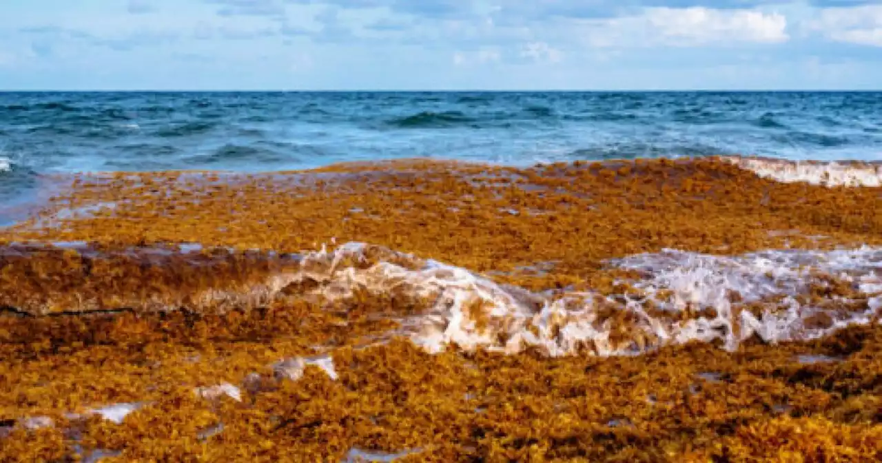 A 5,000-mile-long sargassum seaweed bloom is headed toward Florida’s coast