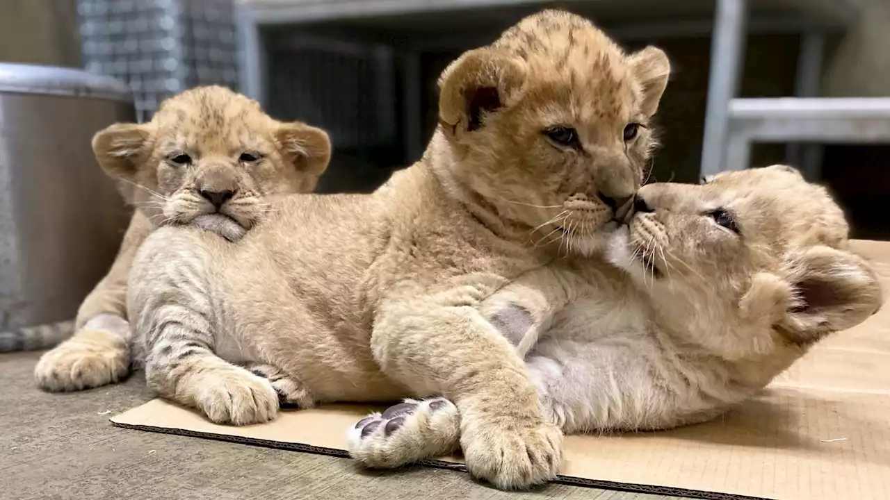 Lincoln Park Zoo Reveals Names of Lion Cubs, and They're Unexpectedly Sweet