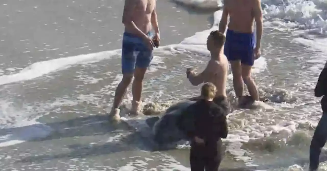 Effort underway to save Carlsbad beached sperm whale