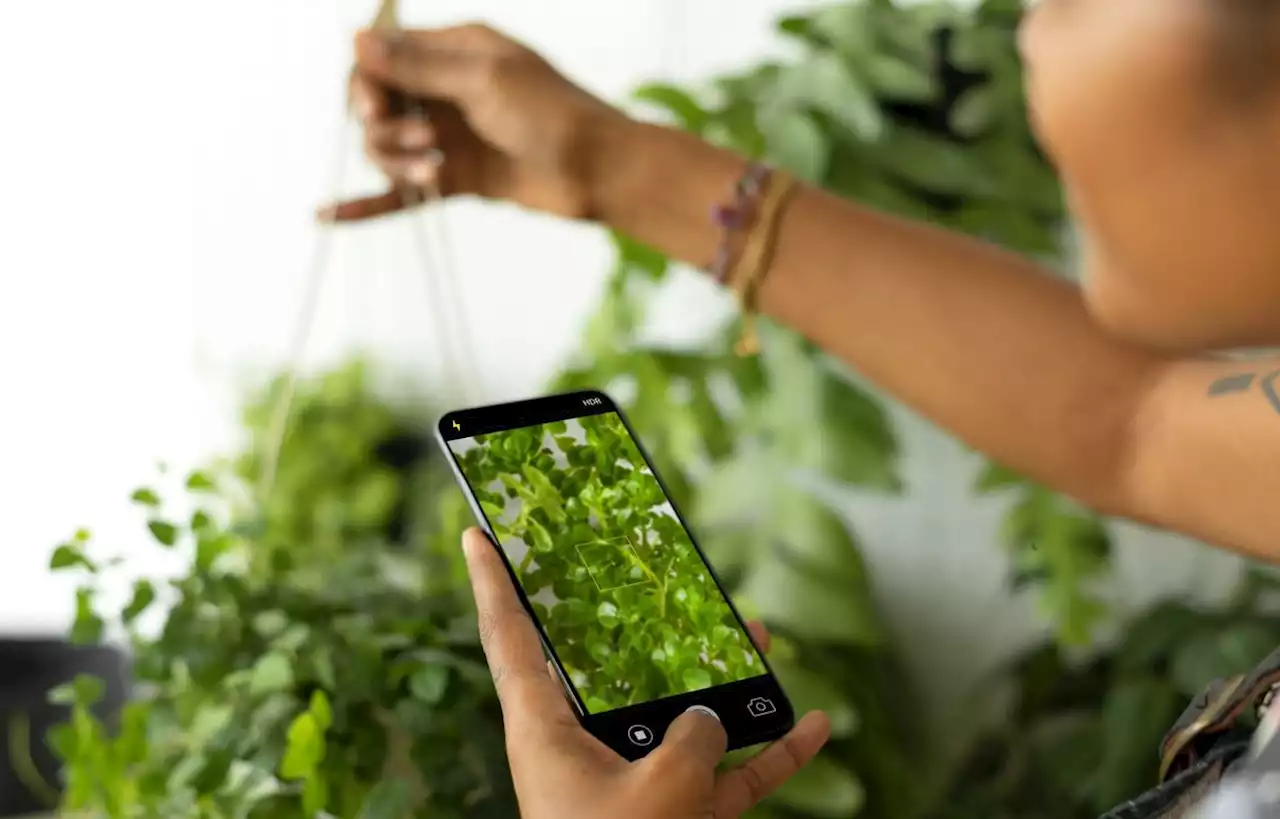 Les plantes d’intérieur comblent le « désir de nature » des jeunes urbains