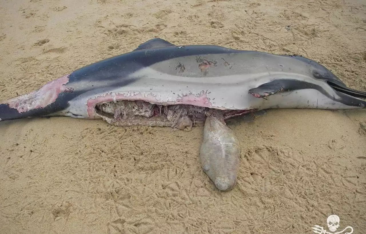 Plus de 900 dauphins échoués cet hiver sur la côte atlantique