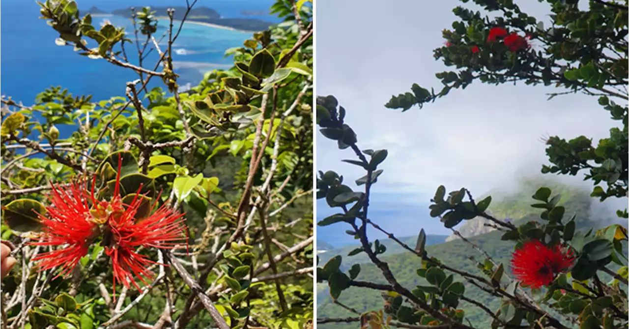 Lord Howe Island parks close as it fights invasion of myrtle rust spore