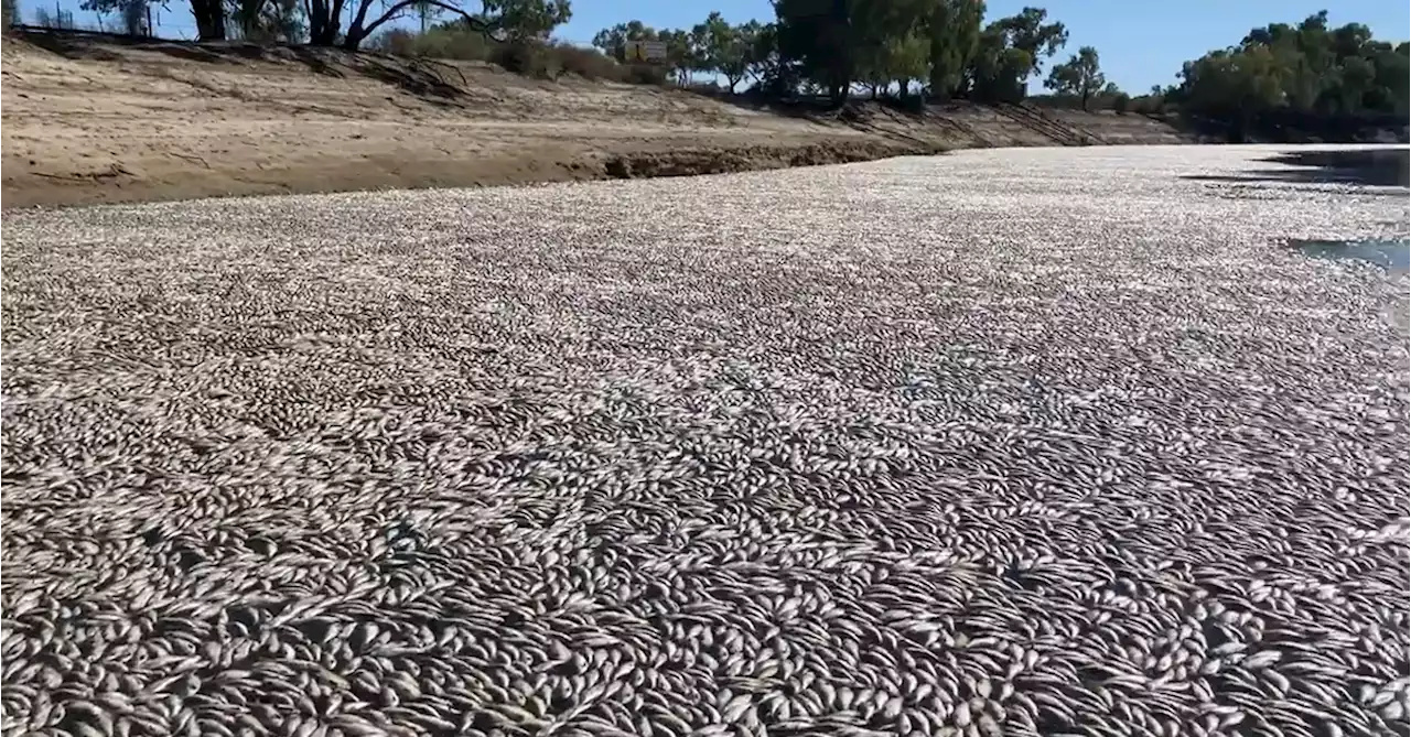 Mass fish kill near Broken Hill