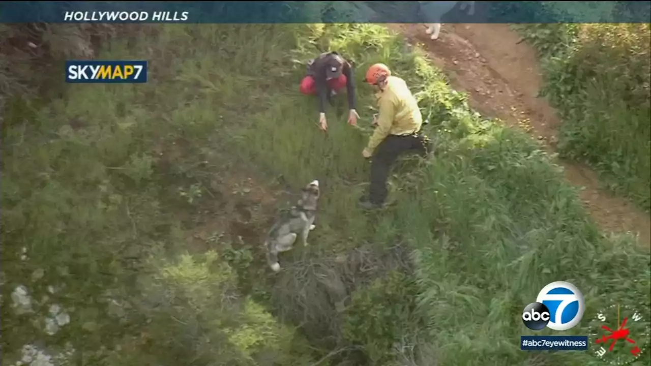 Husky reunited with owner after being stuck on steep hillside near Hollywood Hills trail