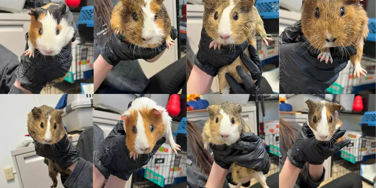 ‘Saved their lives’: Ranger rescues guinea pig family found abandoned in park