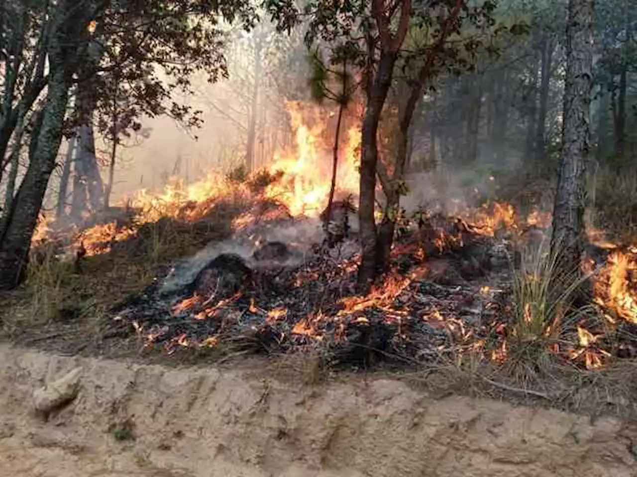 En una semana se suscitaron 11 incendios forestales en Veracruz