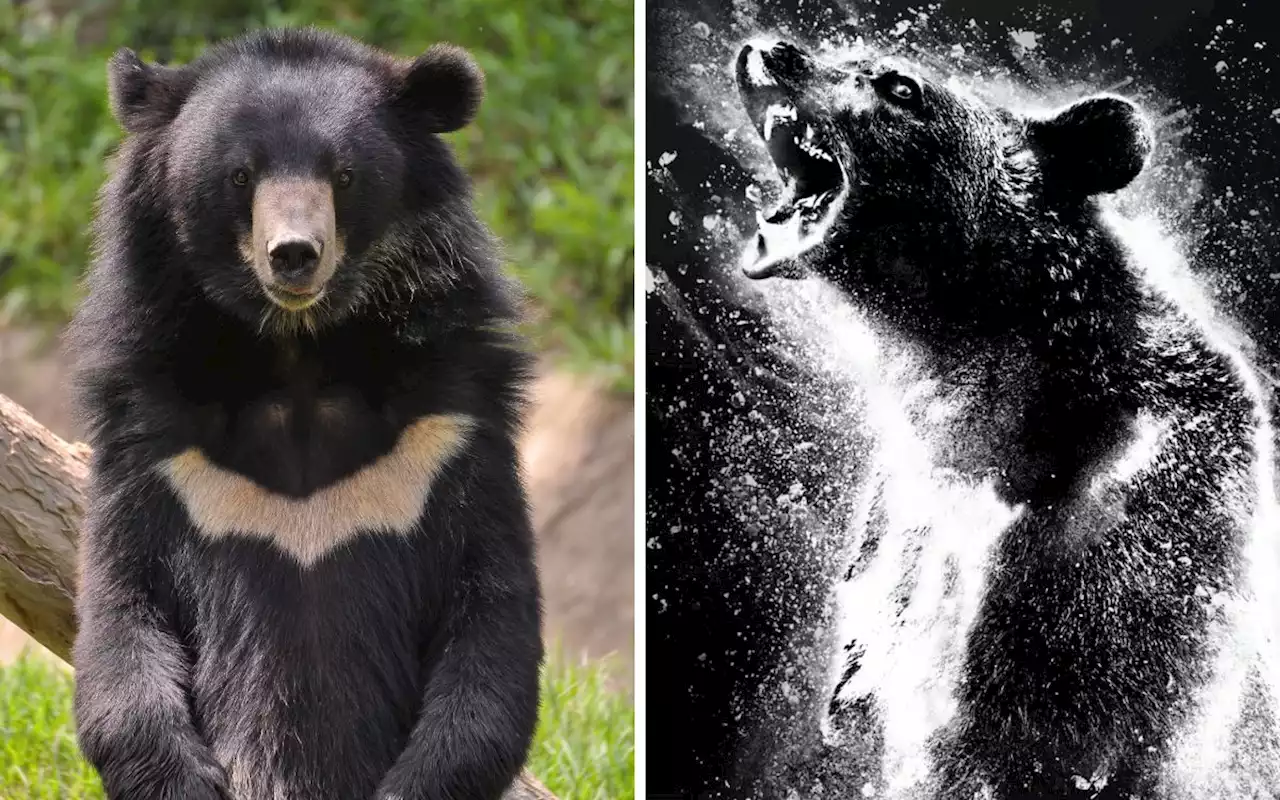 Conoce la historia real detrás de 'Cocaine Bear'