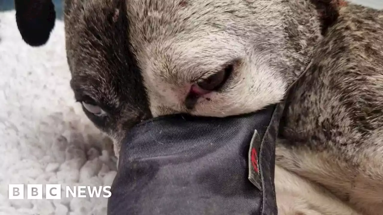 Londonderry: Man arrested over dog being partially buried alive