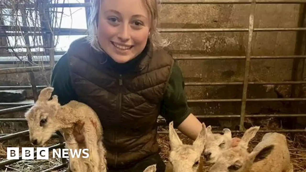 Meirionnydd sheep gives birth to six lambs in 'very rare' event