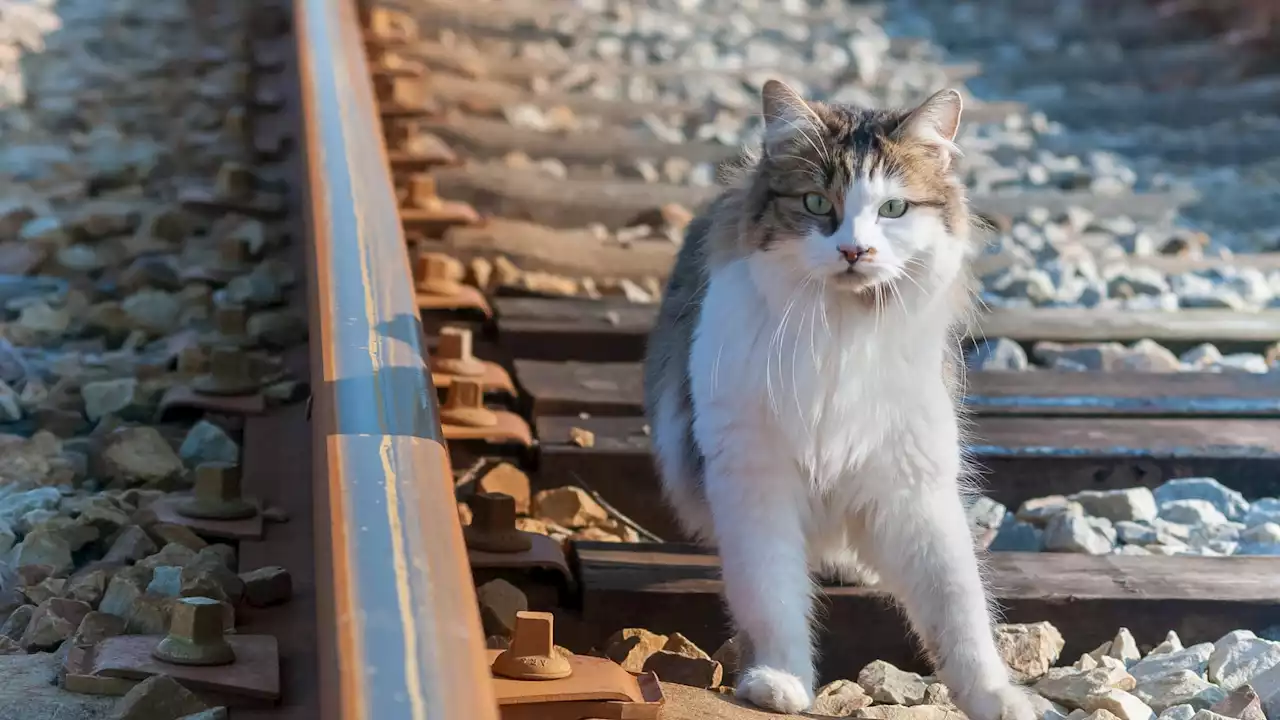 Dans une ville de la Somme, une mystérieuse série de meurtres de chats