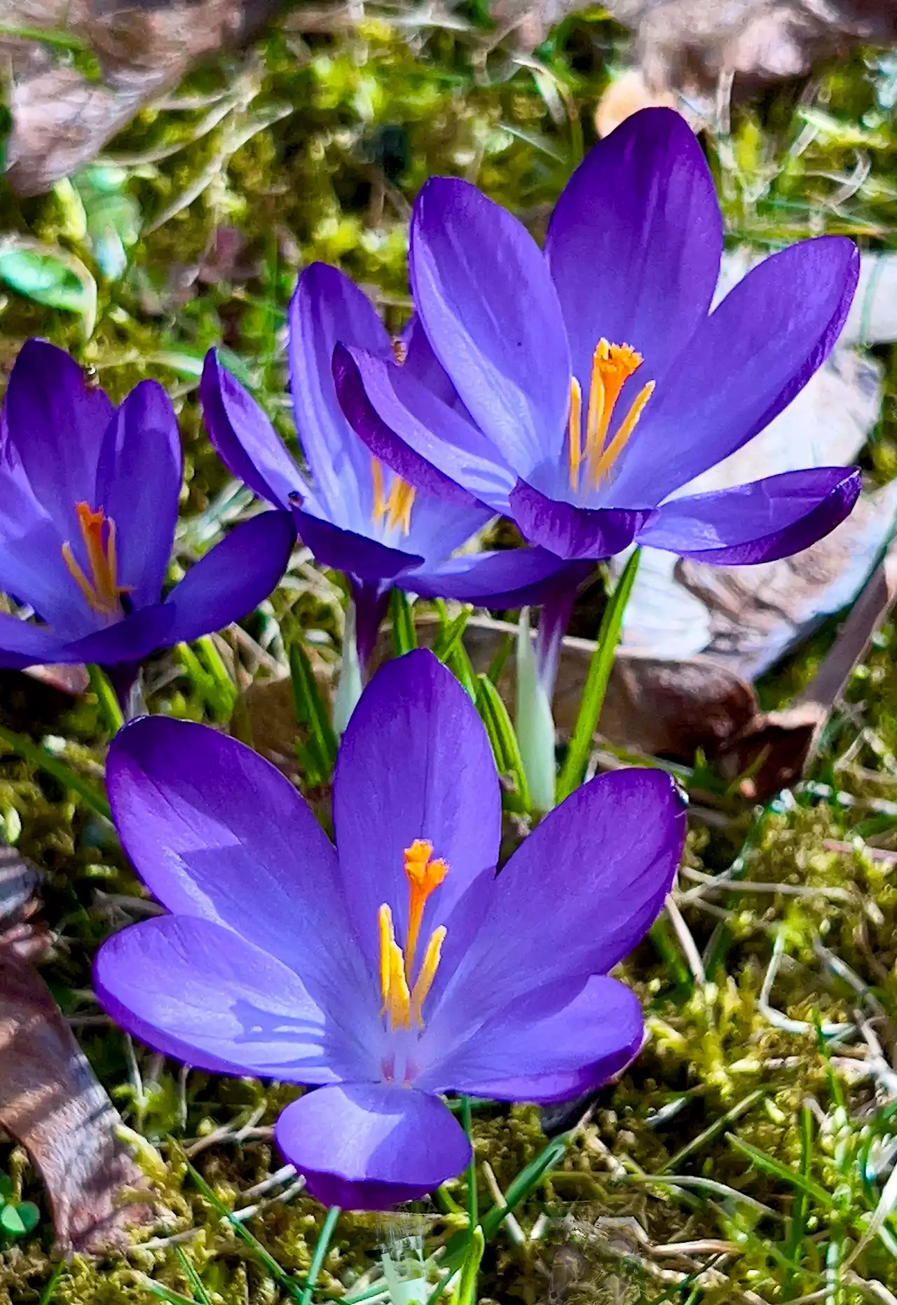 Es wird Frühling in Bayern