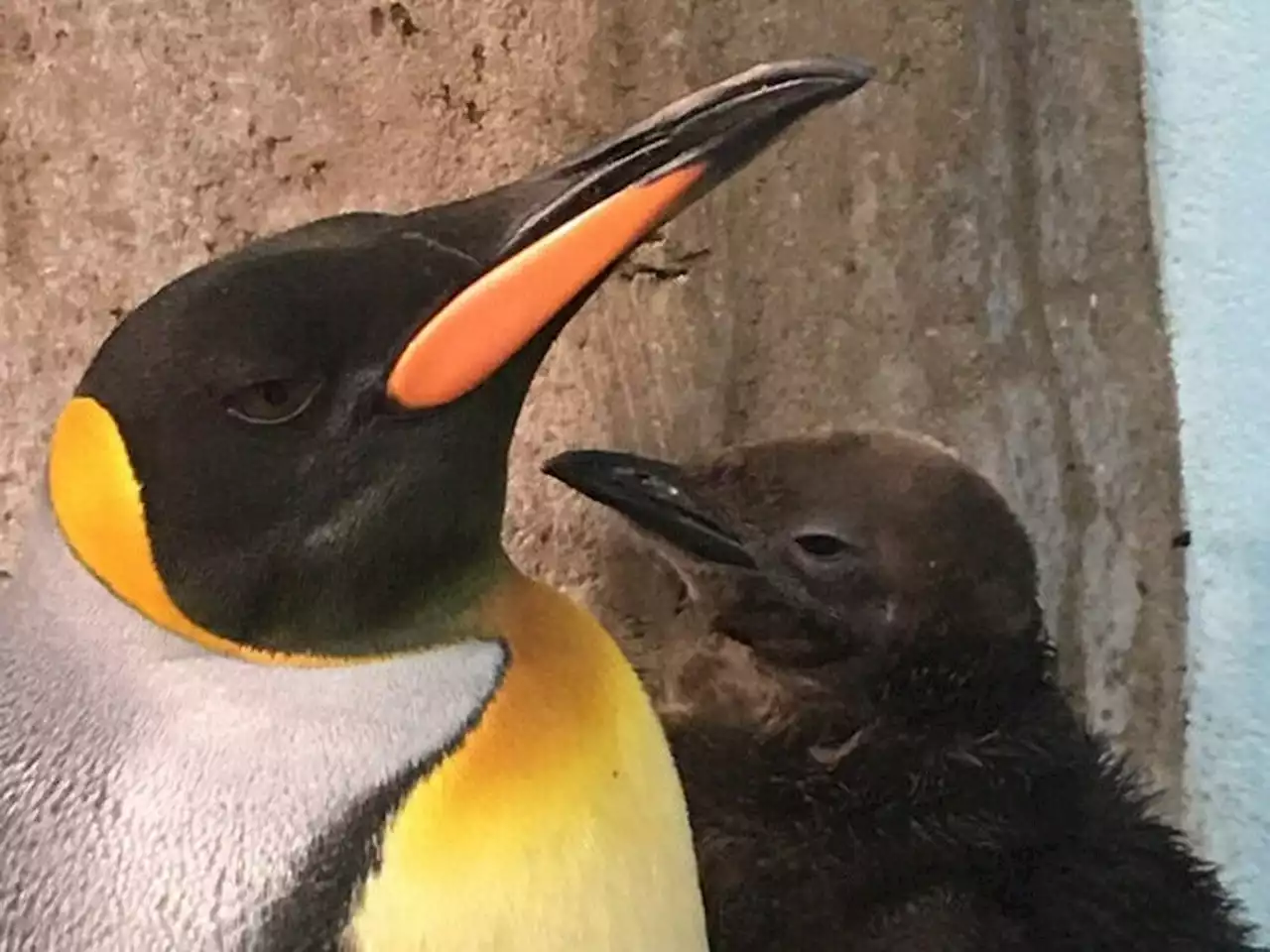 Former Calgary Zoo king penguins successfully breed in Montreal