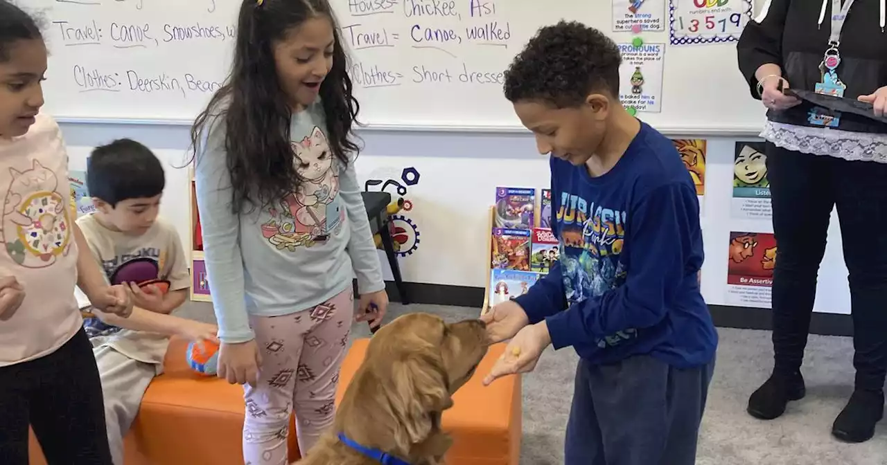 Column: East Aurora School District fast-tracking ‘unprecedented’ pet therapy program