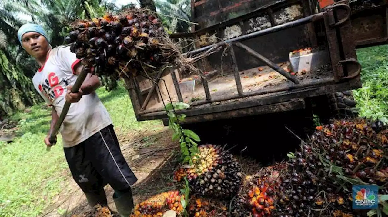 Pasca Anjlok 2%, Harga CPO Mulai Naik Tapi Tipis