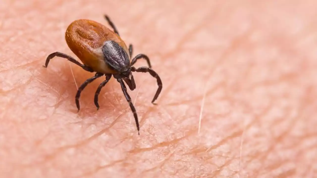 Babesiosis, a tickborne disease, is on the rise in Northeast, according to CDC report | CNN