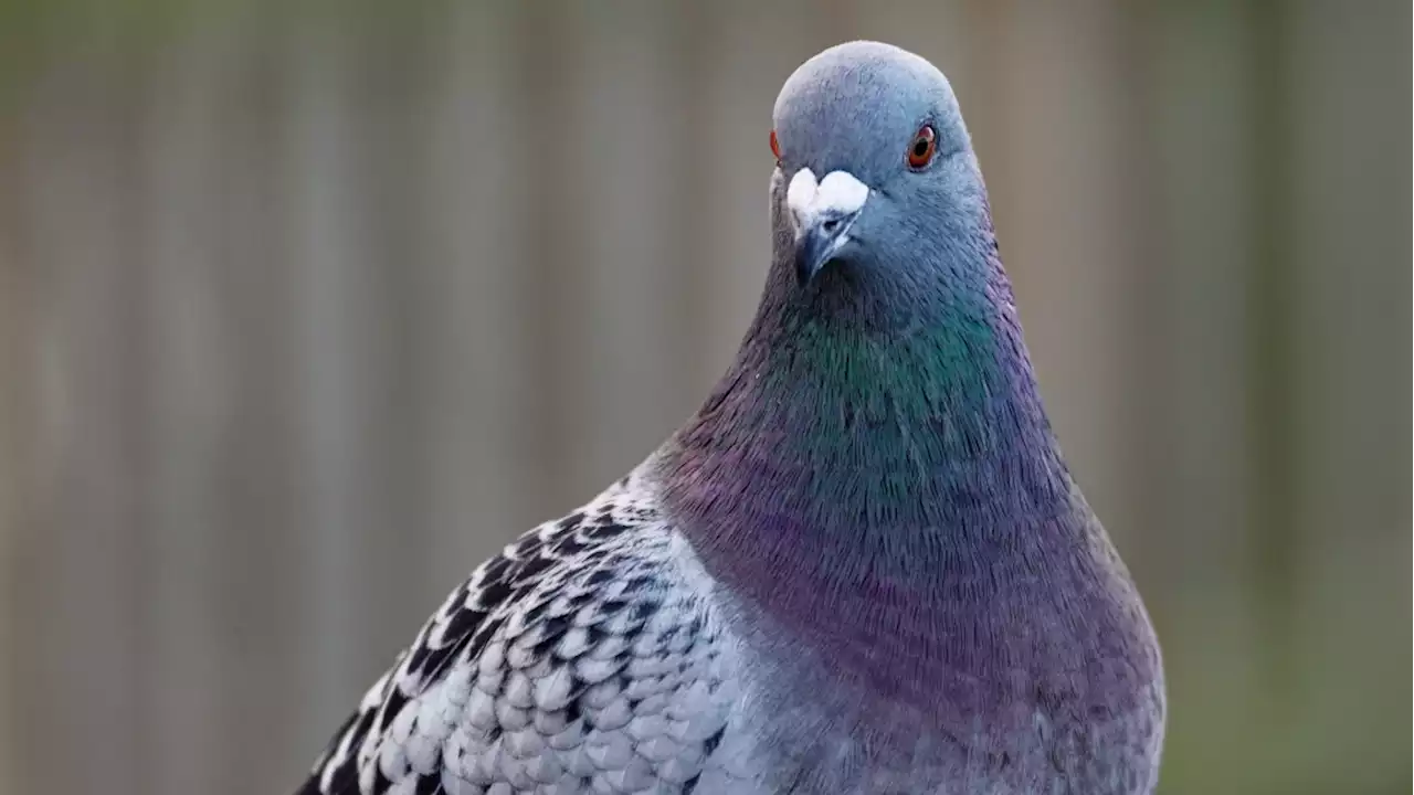 Second pigeon wearing tiny backpack found in B.C. prison, guards union says