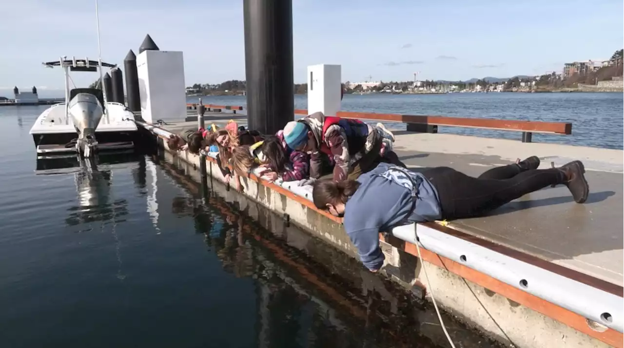 After years of contamination, waters at Victoria International Marina now thriving