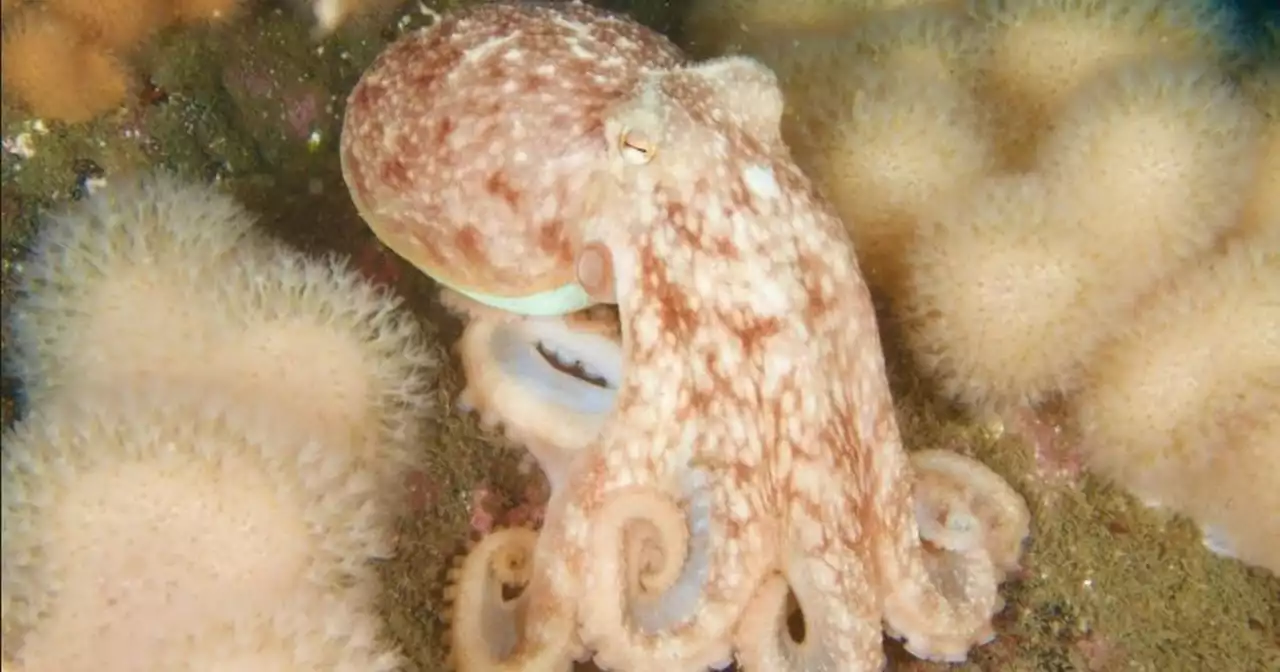 Fury at octopus farm plans in Brits holiday hotspot amid animal welfare fears