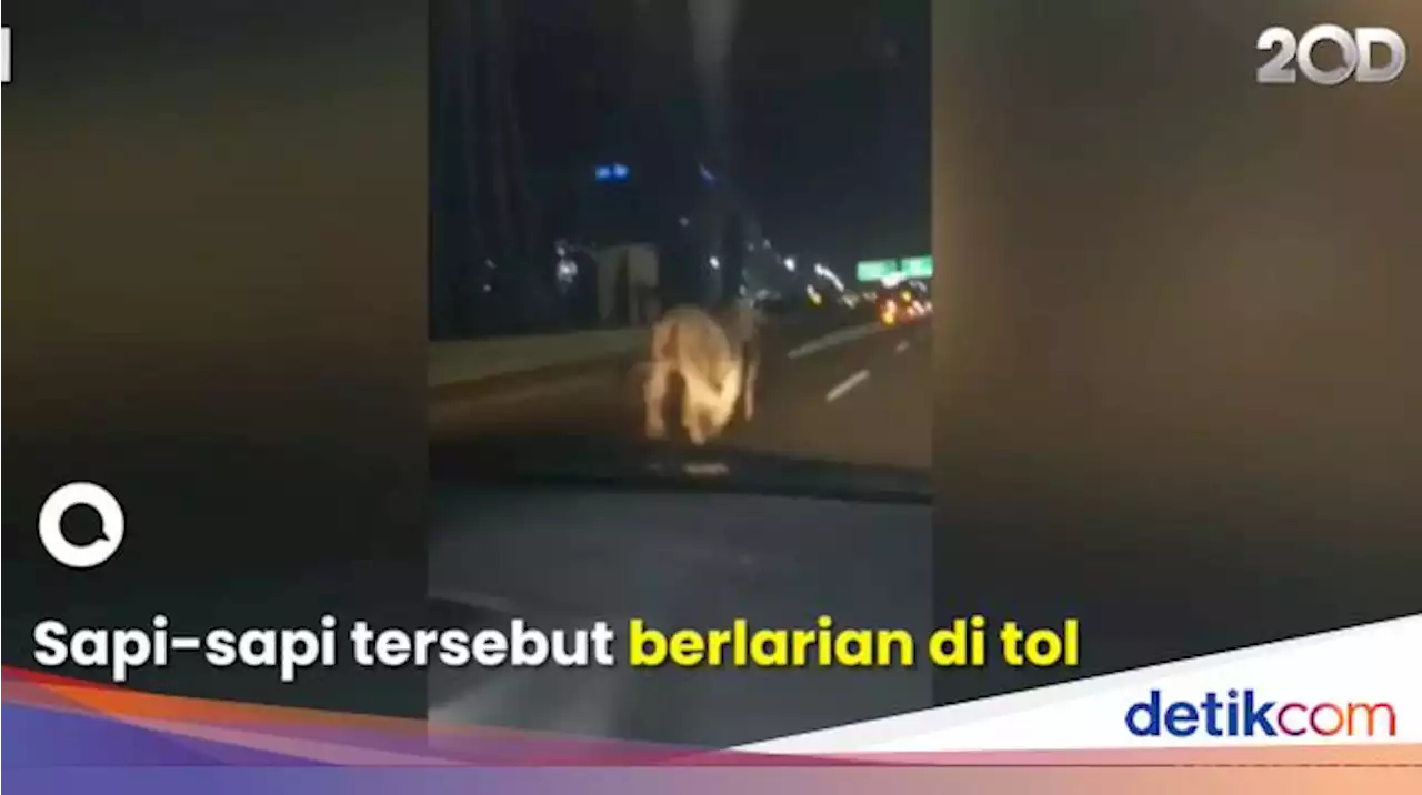 Ini Penyebab Truk Terguling hingga Sapi-sapi Lepas di Tol Cengkareng