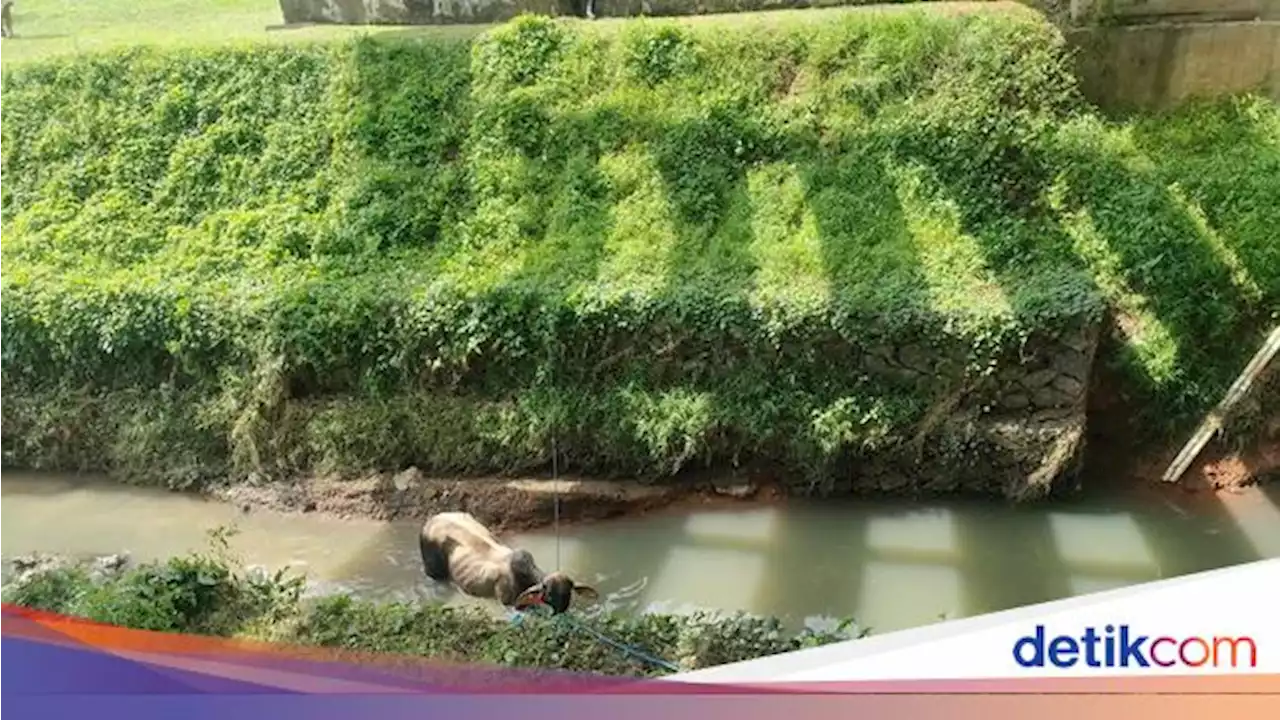 Sapi Lepas di Tol Cengkareng 'Mandi' di Parit Sambil Tunggu Evakuasi