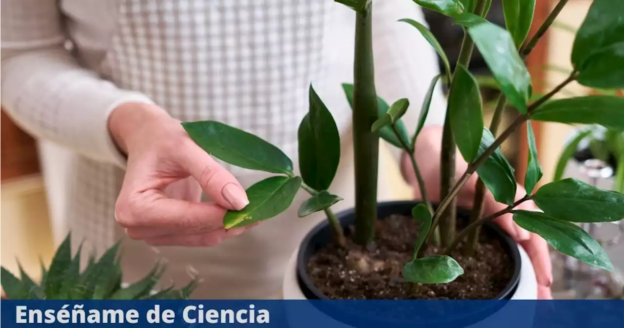 Los errores más comunes al momento de cuidar las plantas: evita a toda costa