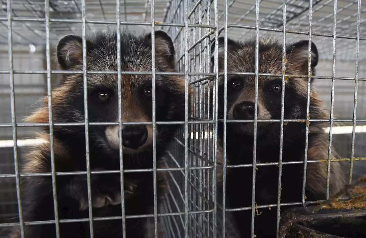 Genetic Data Links Covid Origins To Raccoon Dogs Sold At Wuhan Wet Market, Reports Say