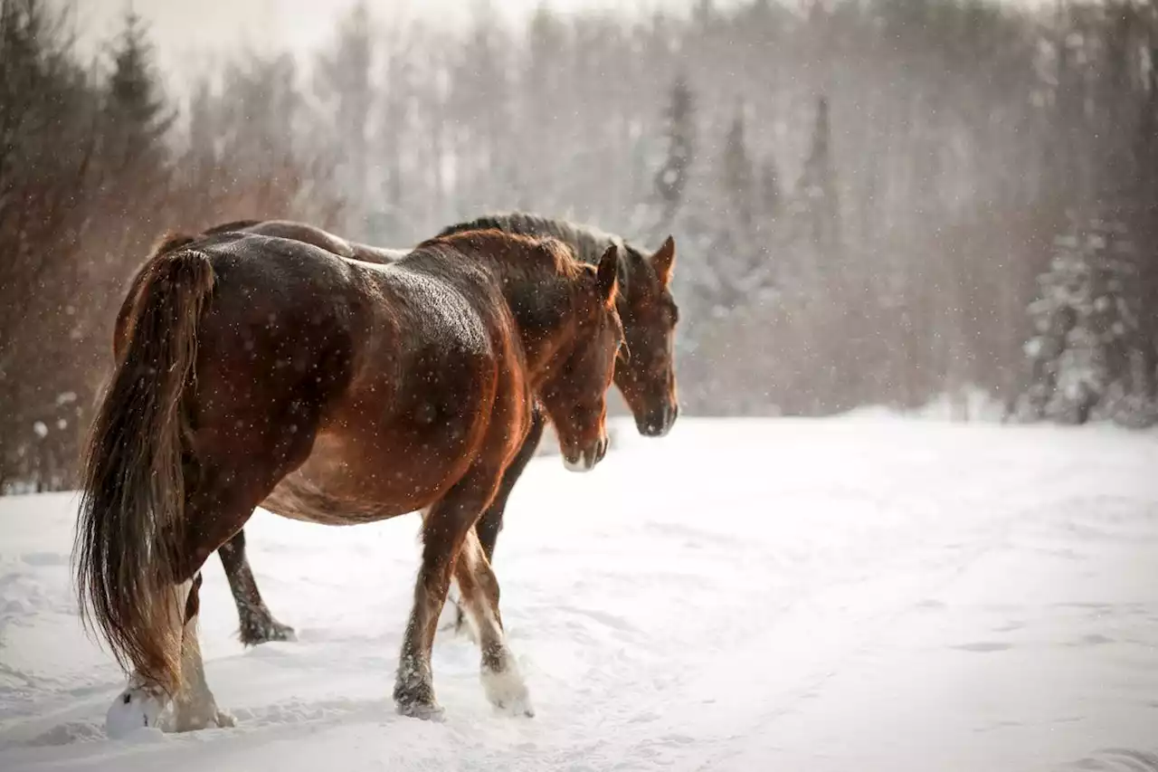 Wild horse slaughter in B.C. saddens, divides local community