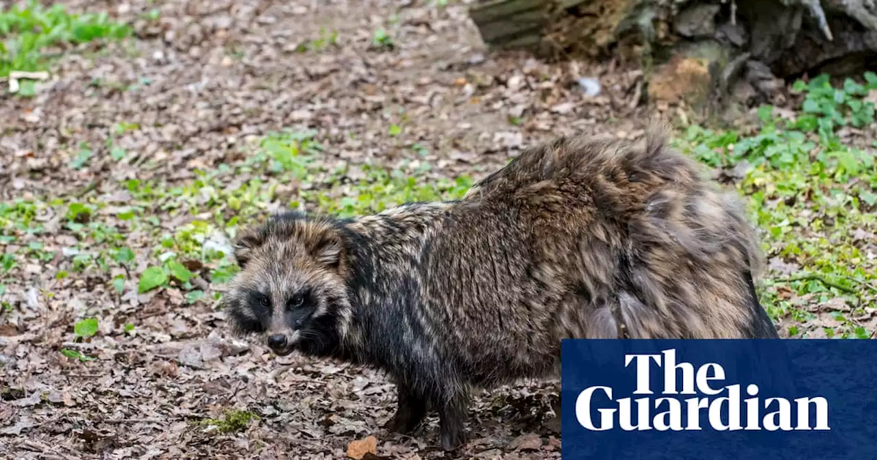 New data links Covid-19’s origins to raccoon dogs at Wuhan market