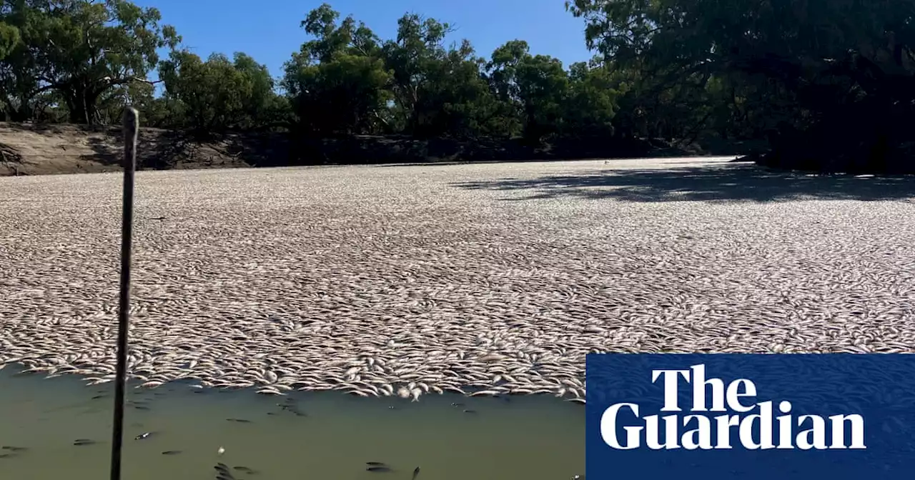 ‘Unfathomable’: millions of dead fish blanket river near Menindee in latest mass kill